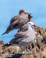 Heermann's gull (Larus heermanni) in breeding plumage perched on the shore in Baja California. 