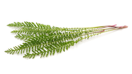 Green leaves of yarrow. © voren1