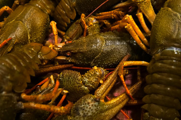 Live crayfish on table. Cooking crayfish.