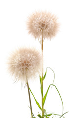 Dandelion with leaves.