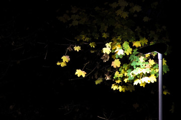 Streetlight shining on yellow and green Autumn leaves in the night