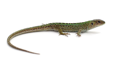 One green lizard.