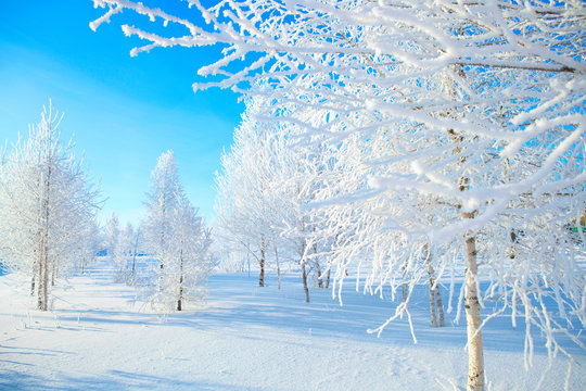 snowy tree in park. winter nature. Beautiful white winter. Blue sky.