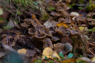 Yellowfoot, Craterellus tubaeformis, standing in a group on the forest floor in an autumn forest in Sweden. 