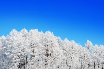 Birch trees in a snowy forest black and white