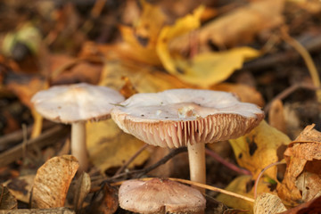 A large parasol mushroom