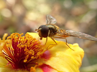 bee on flower