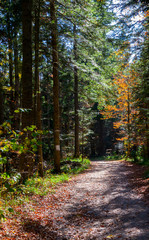 Forest,Autumn path