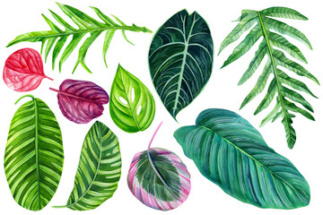 large set of green and pink leaves of tropical plants on an isolated white background, watercolor illustration, boranic painting, summer pattern