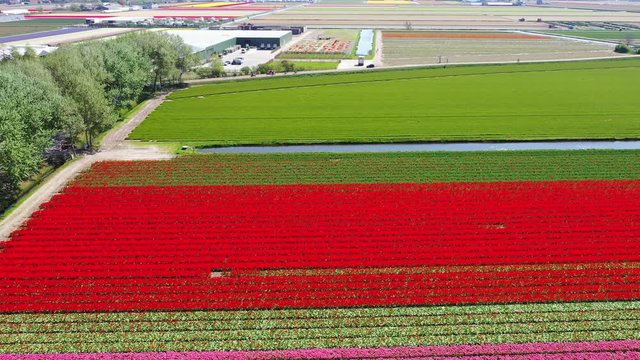 Aerial view of tulip bulb-fields in springtime, Holland, the Netherlands