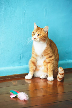 White And Orange Cat Sitting Near Toy On Wood Floor