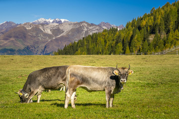 Fototapeta na wymiar Kühe auf einer Alm und frisches Gras, im Hintergrund Berge, Wald und blauer Himmel