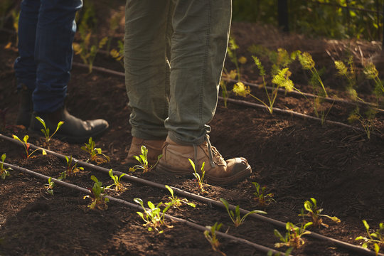 Low section of farmers standing in rows of seedlings
