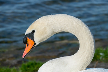 weißer Schwan, schwimmt auf  einem See, und wärmt sich in der sonne