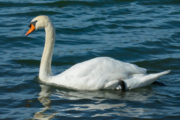 weißer Schwan, schwimmt auf  einem See, und wärmt sich in der sonne