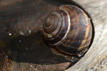 a large brown snail on a stump
