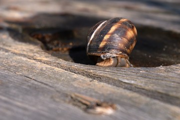a large brown snail on a stump