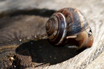 a large brown snail on a stump