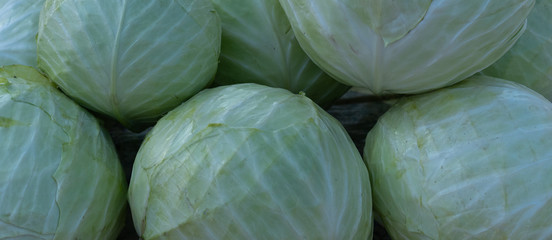 Fototapeta na wymiar Cabbage as background and texture