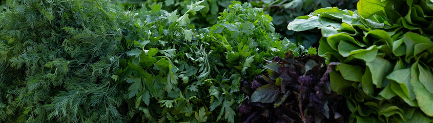 Greens parsley dill cilantro as a background and texture