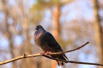 A disgruntled dove sits on a branch and looks. In the autumn park.