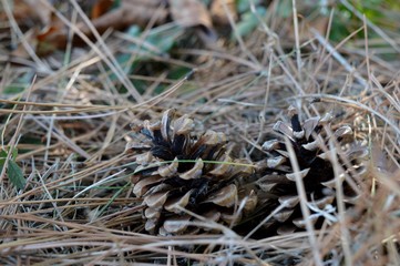 pine cones in pine needles