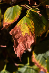 Green and brown autumnal leaf
