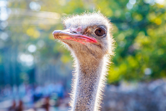 Close-up view of ostrich head. Image