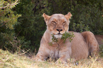 Fototapeta na wymiar Lioness lying down in a bush