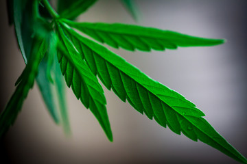Thematic photos of hemp and marijuana Green leaf