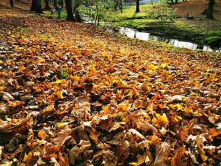 Autumn leaves Close up. Fall Forest trees. Nature background.