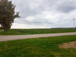 Trees In A Field