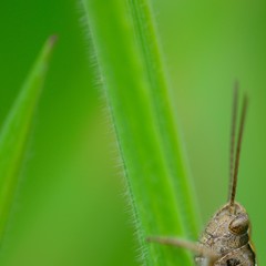Grashüpfer im Grün