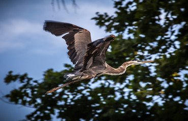 Great Blue Heron