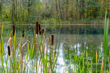 Reeds on the famous ice-free Blue Lake in Kazan. Swamp, reeds, water, plant, horsetail, green grass in the swamp, lake and river. © Evgeniy