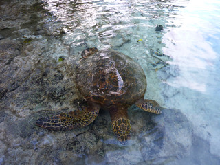Hawaiian Sea Turtle swims above the rocks the waters