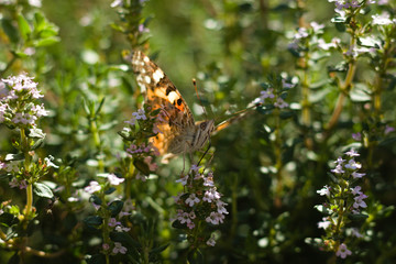 motyl wśród liści w letni słoneczny poranek