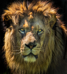 a closeup portrait photo of a lion's face staring.
