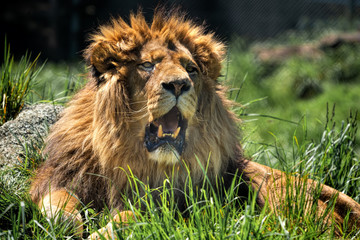Naklejka na ściany i meble A large male lion sitting in grass with its mouth open showing its large canine teeth. 