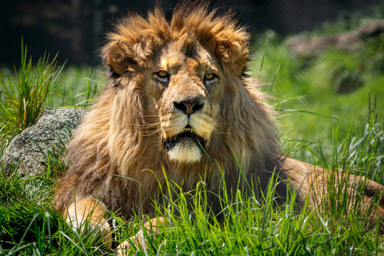 A large male lion with a shaggy main sits in the grass waiting. 