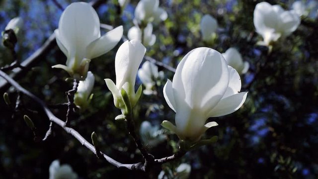 white Magnolia flowers on tree branch, Magnolia tree blossom, white magnolia blossoms floral natural background
