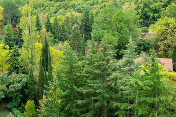 Picturesque calm autumn landscape with coniferous trees and cedars on background of Ayu-Dag (Bear Mountain) mountain in Partenit, Crimea. Selective focus.