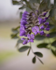 Purple Spring Tree Blossom
