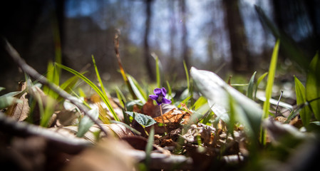 Springtime in Cane Creek Canyon