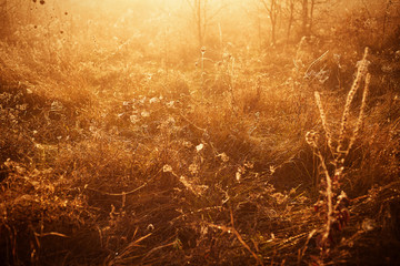 Autumn fog and the beautiful morning sun in a landscape