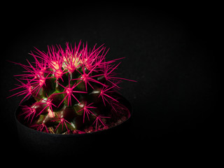 cactus with pink needles on black background