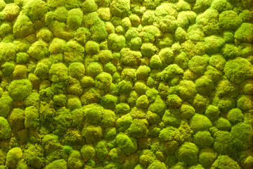 Top view of green rain forest or moss from above