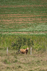 herd of cows grazing in a green field