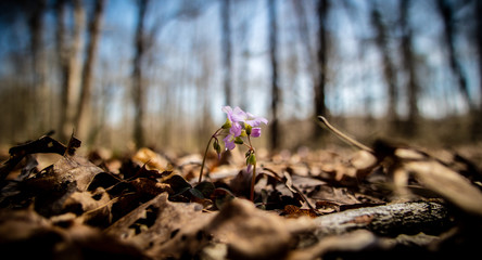 Springtime in Cane Creek Canyon