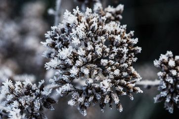 Close up of frosted blade of grass.